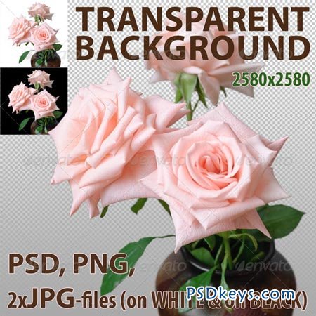 Pink Roses Isolated 5422638