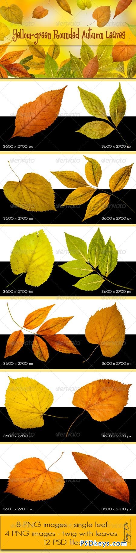 Yellow-green Rounded Autumn Leaves 5776176