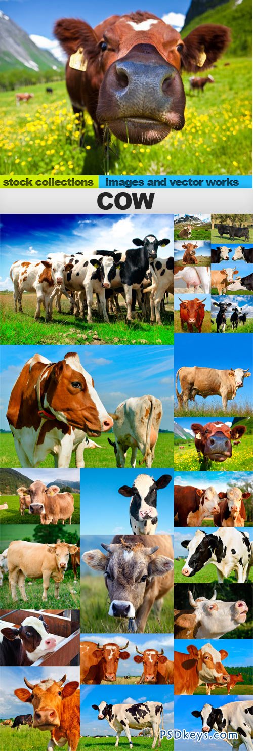 Cow 25xUHQ JPEG