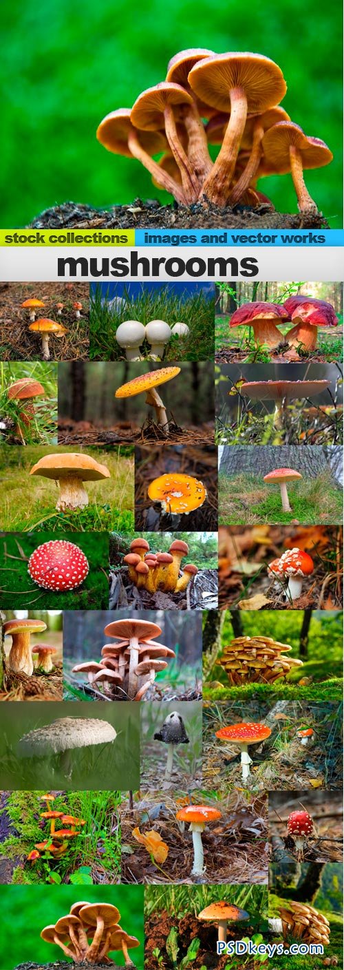 Mushrooms 25xUHQ JPEG