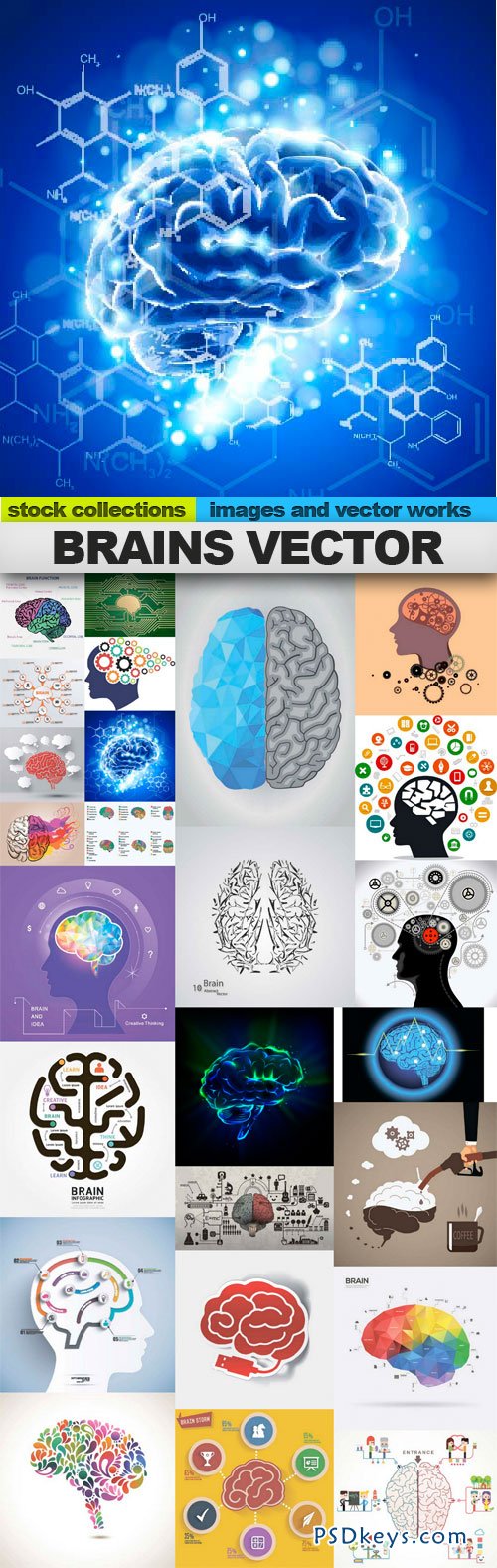 Brains vector 25xEPS