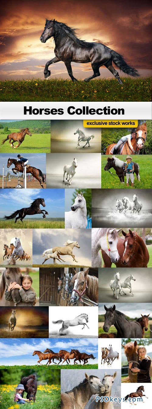 Horses Collection - 25xJPEG