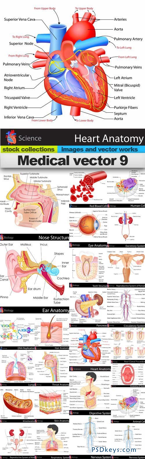 Medical vector 9 25xEPS