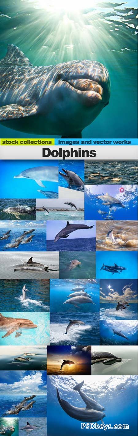 Dolphins 25xUHQ JPEG