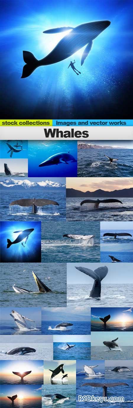 Whales 25 x UHQJPEG