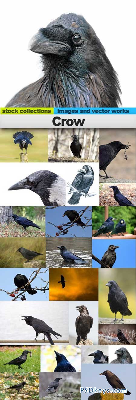 Crow 25xUHQ JPEG