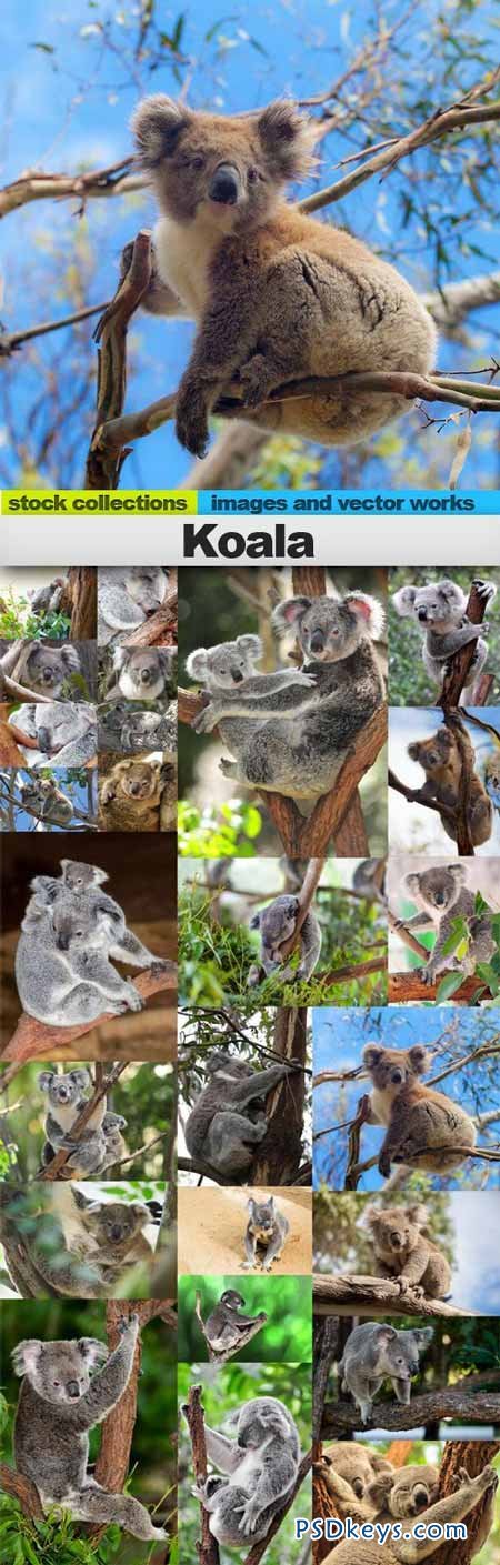 Koala 25xUHQ JPEG