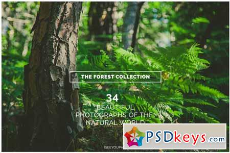 THE FOREST COLLECTION iseeyouphoto 72319