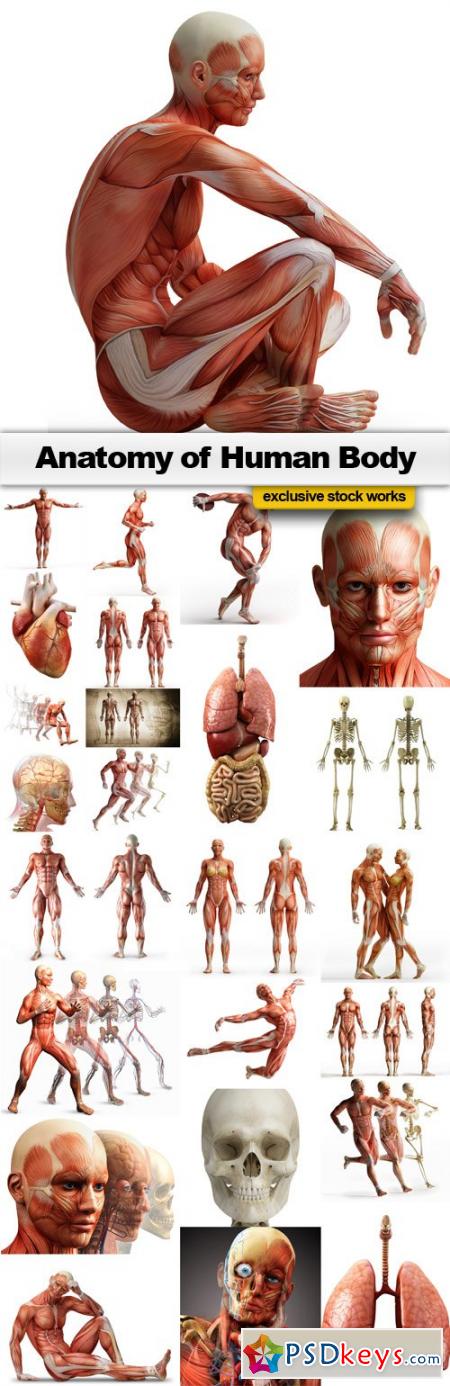 Anatomy of Human Body - 25xJPEGs