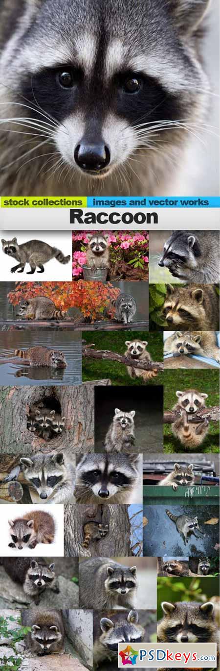 Raccoon,25 x UHQ JPEG