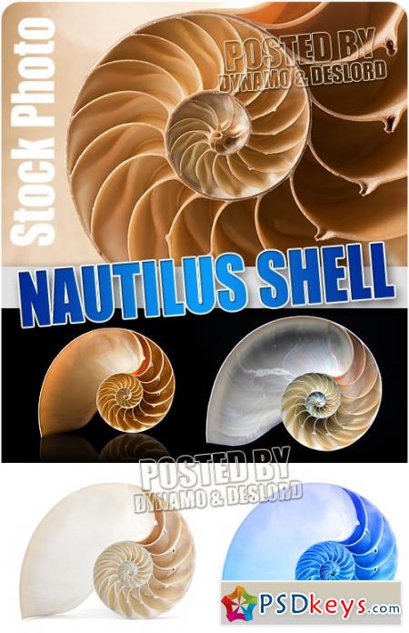 Nautilus shell - UHQ Stock Photo