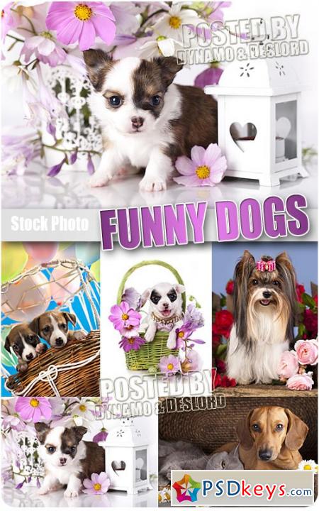 Funny dogs - UHQ Stock Photo