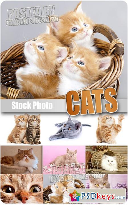 Cats - UHQ Stock Photo