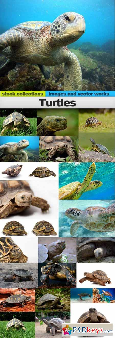 Turtles,25 x UHQ JPEG