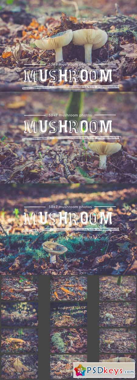 mushroom pack - 40% OFF 100593