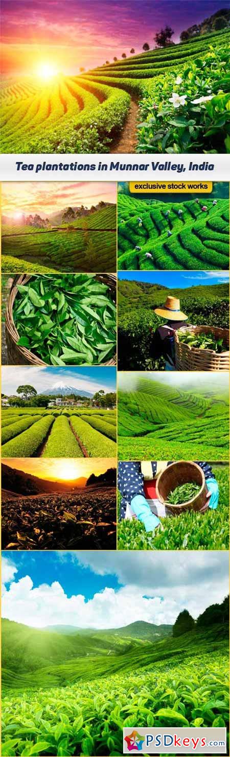 Tea plantations in Munnar Valley, Kerala, India 10x JPEG