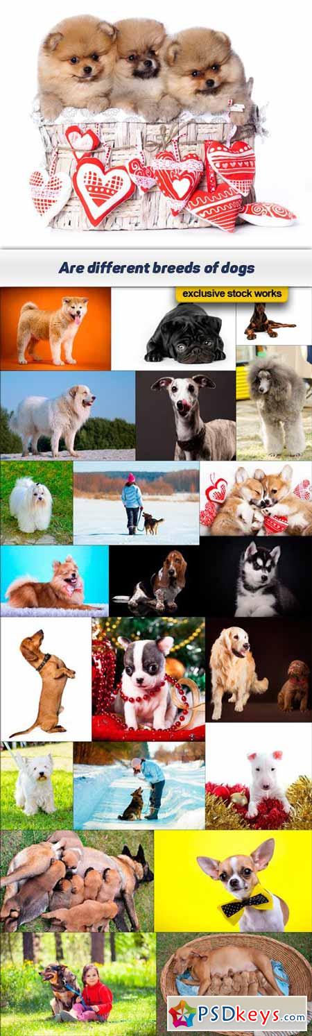 Are different breeds of dogs 23x JPEG