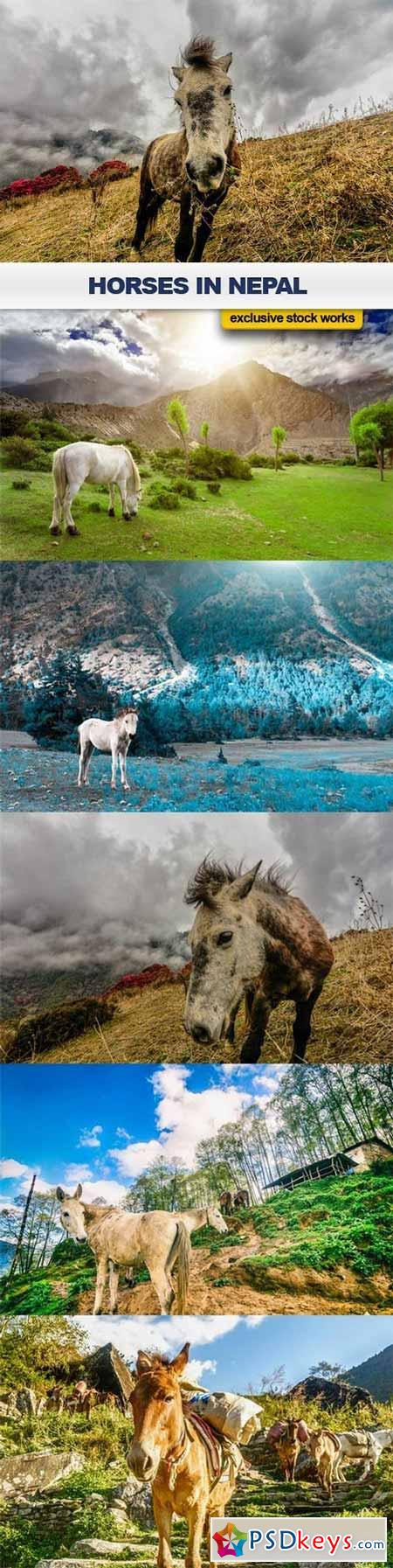 Horses in Nepal - 6 UHQ JPEG