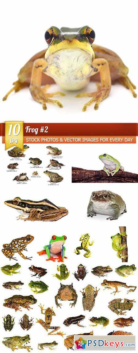 Frog #2, 10 x UHQ JPEG
