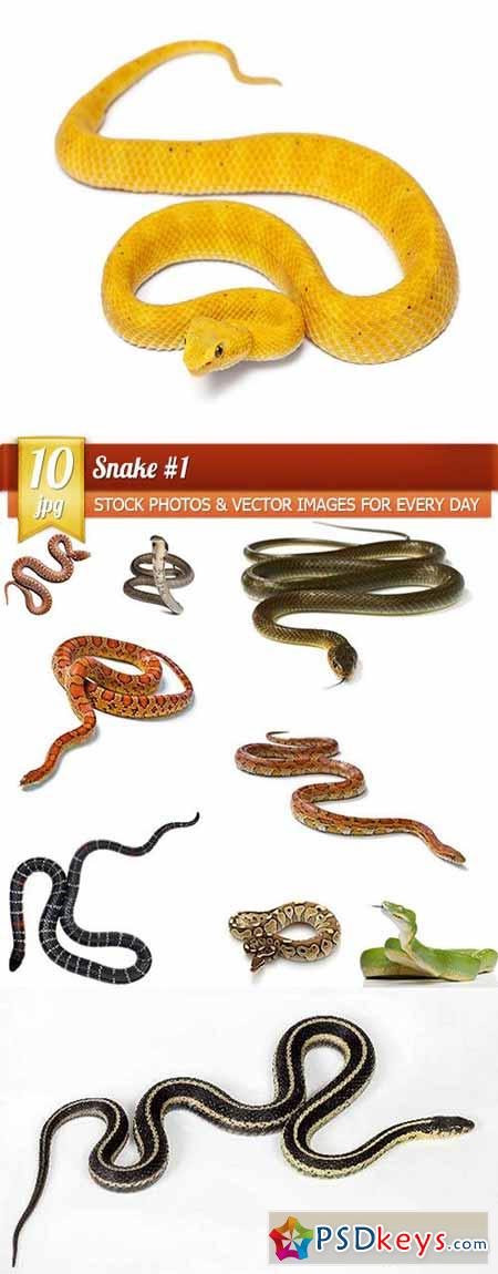 Snake #1, 10 x UHQ JPEG