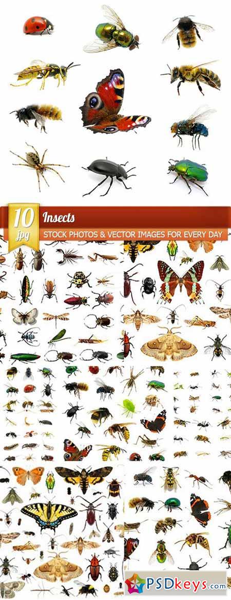 Insects, 10 x UHQ JPEG
