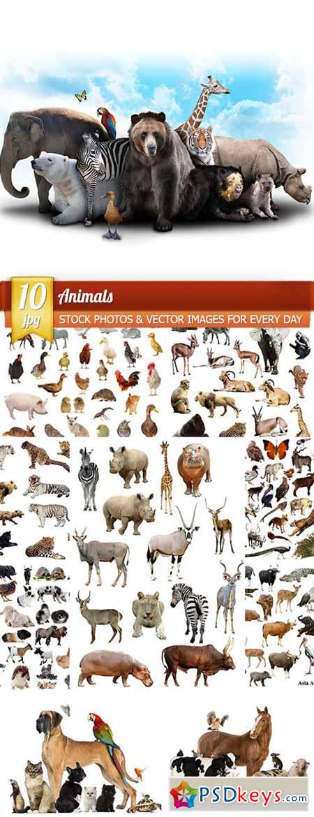 Animals, 10 x UHQ JPEG