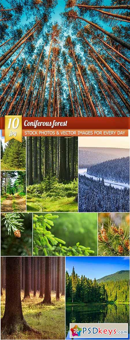 Coniferous forest, 10 x UHQ JPEG