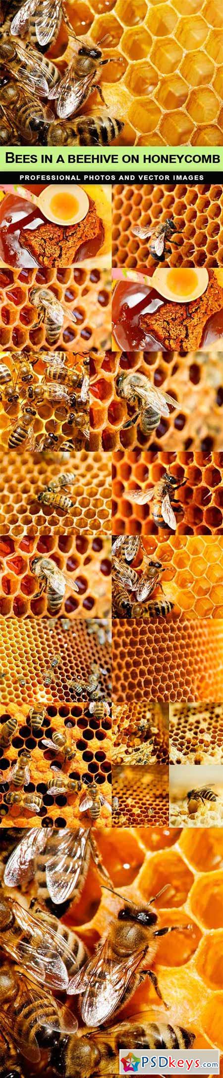 Bees in a beehive on honeycomb - 15 UHQ JPEG