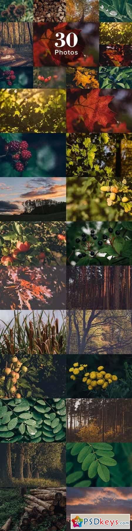 Autumn Colors Photo Bundle 402285