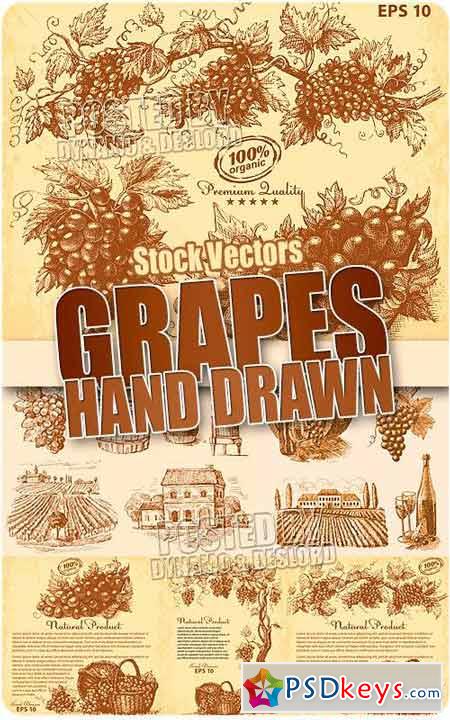 Hand drawn grapes - Stock Vectors