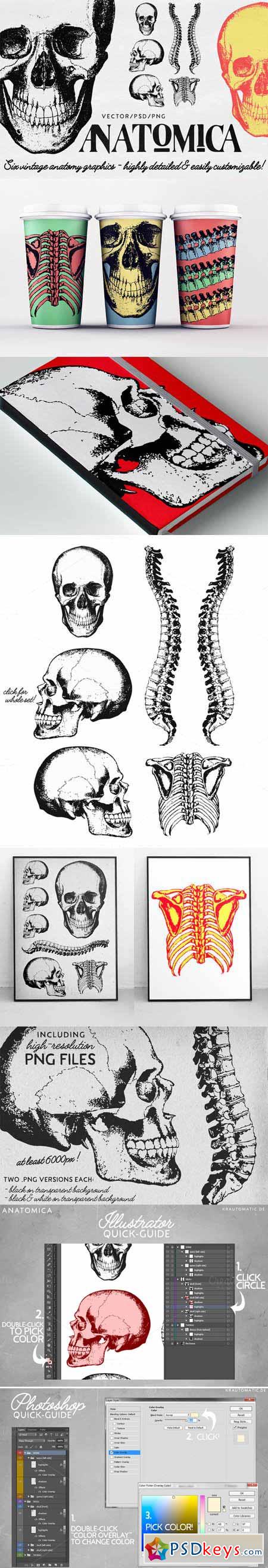 ANATOMICA - vector psd graphics pack 452779