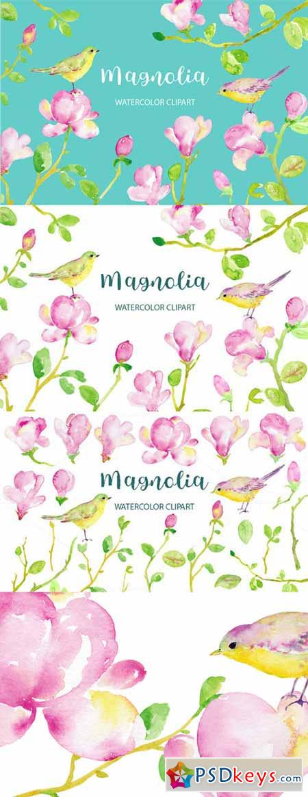 Watercolor Clipart Magnolia 476453