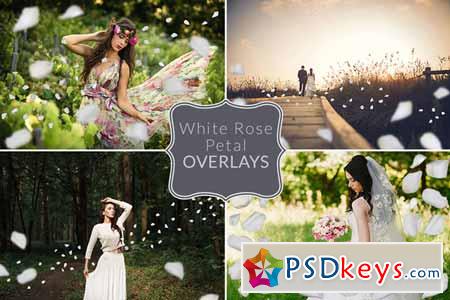 White Rose Petal Overlays 477575