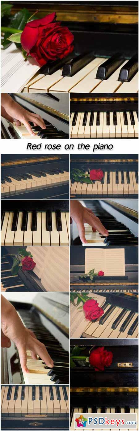 Red rose on the piano