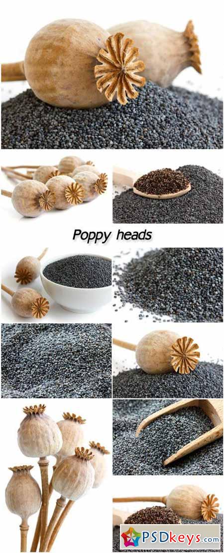 Poppy heads, black poppies