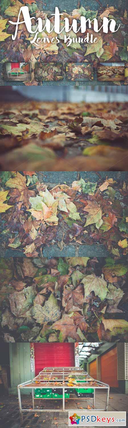 Autumn Leaves Bundle 540719