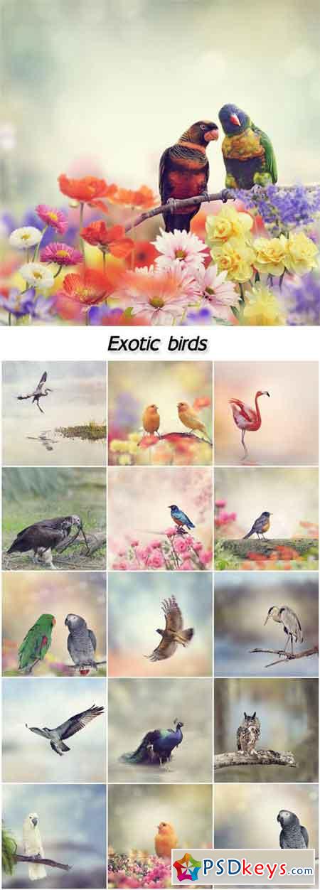 Exotic birds, flamingos, peacocks, parrots
