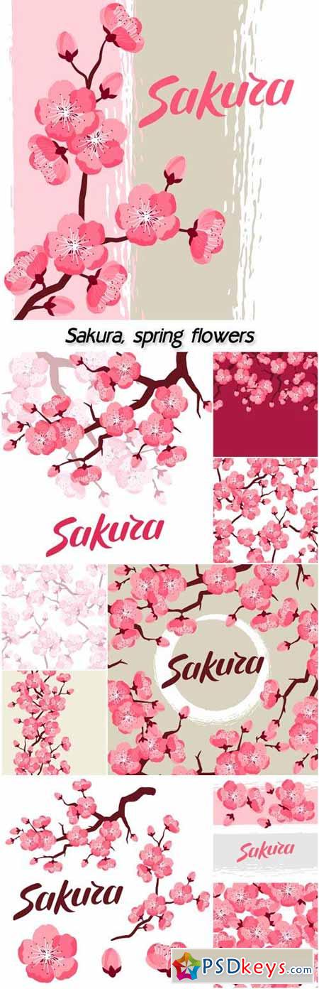 Sakura, vector background with spring flowers