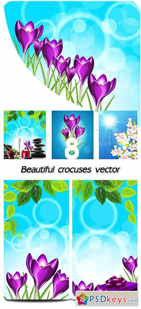 Beautiful crocuses, spring flowers