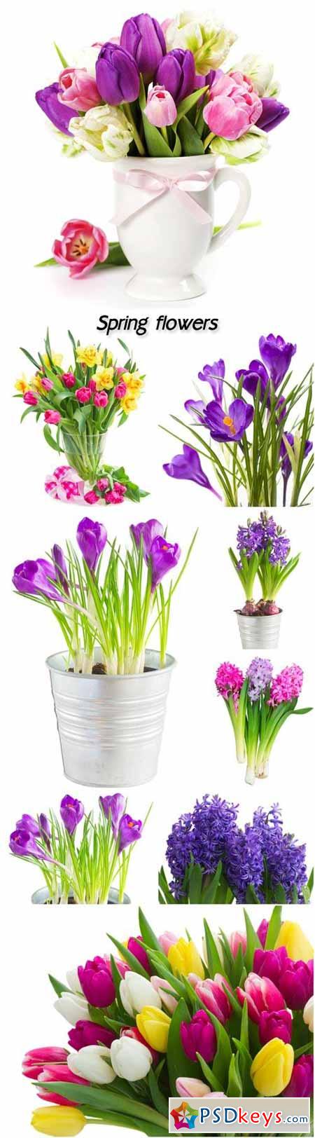 Spring flowers, hyacinths, crocuses and tulips
