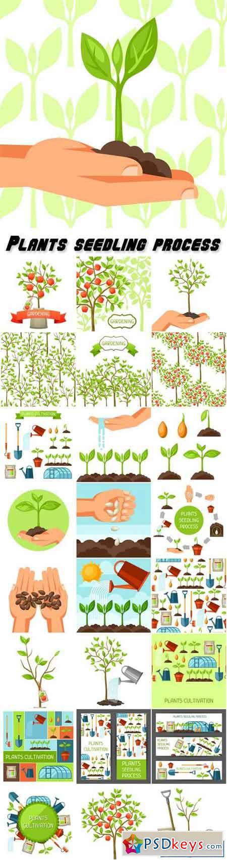 Gardening, plants seedling process