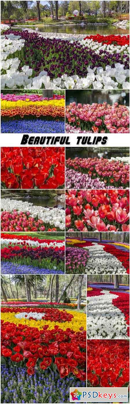 Beautiful tulips, flower beds