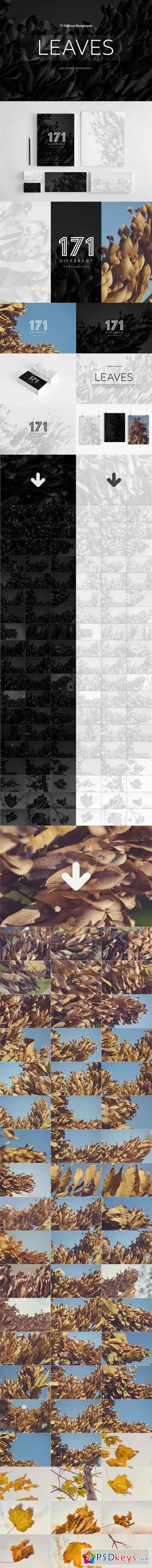 171 Dry Leaves Photography Pack 615613