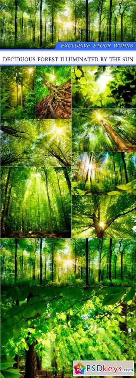 Deciduous forest illuminated by the sun 10X JPEG