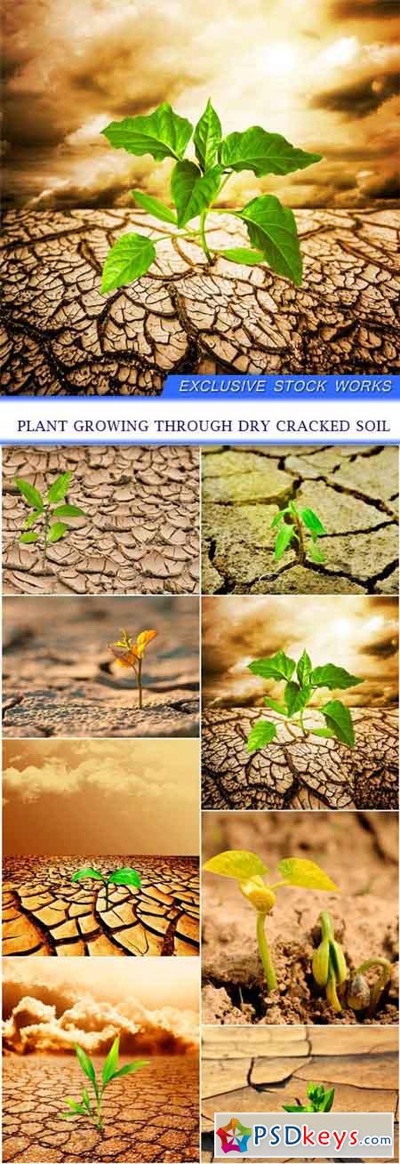 Plant growing through dry cracked soil 8X JPEG