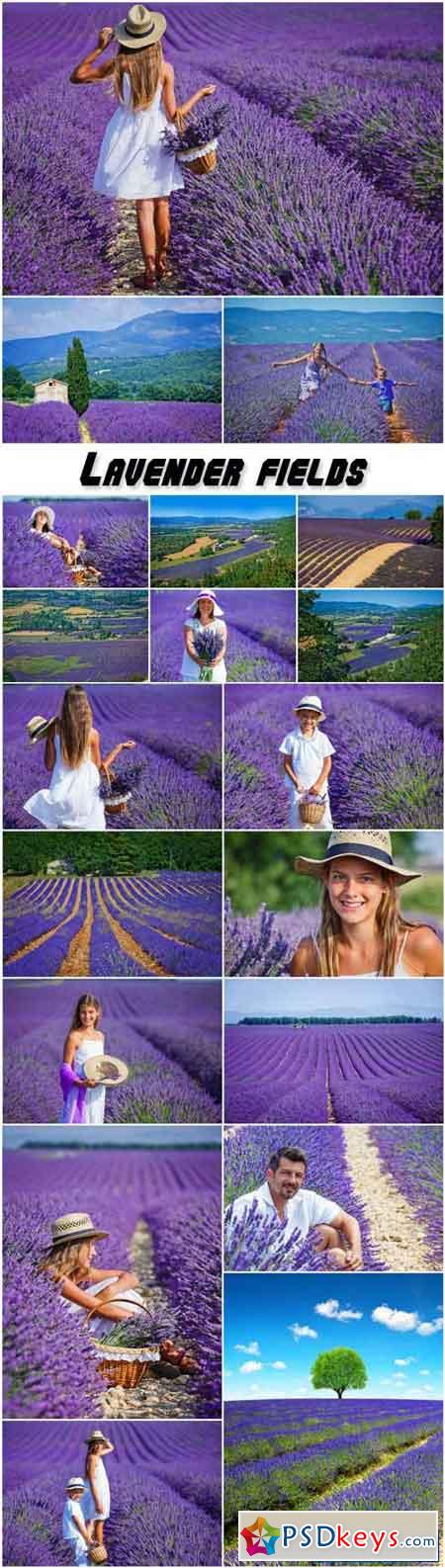 Lavender fields, people and nature
