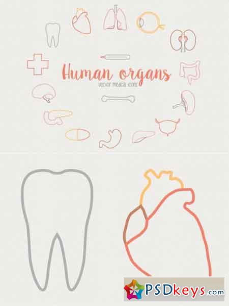 Human organs - Medical icons 55993
