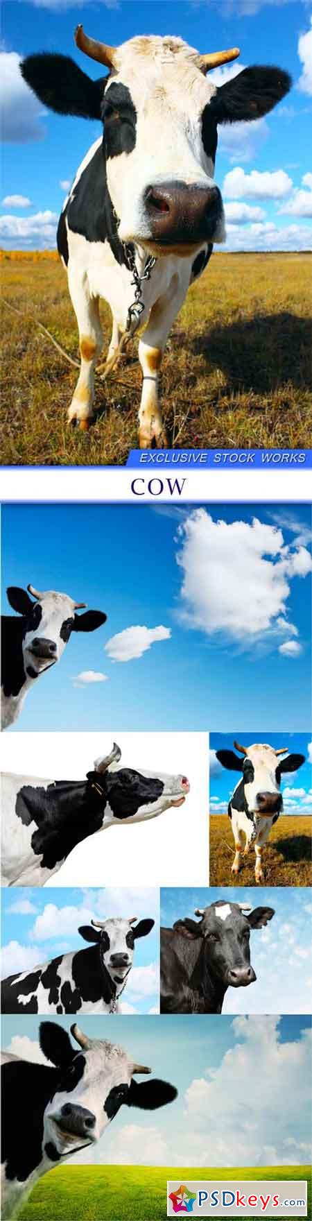 Cow 6X JPEG