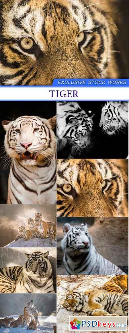 Tiger 8X JPEG