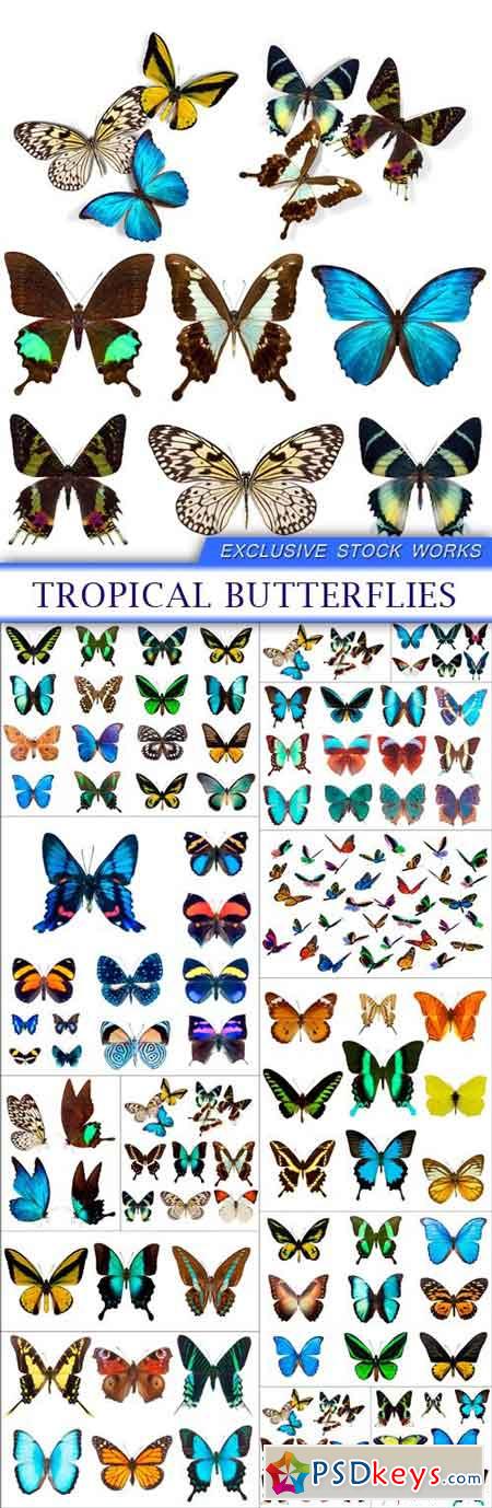 Tropical butterflies 14X JPEG